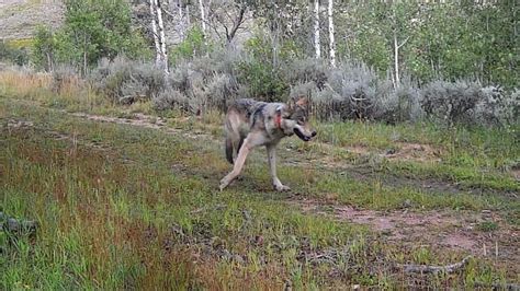 What happens with Colorado's Copper Creek wolf pack after .